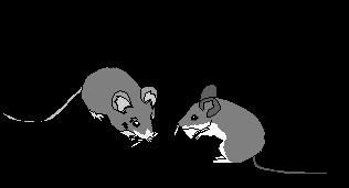 rats.jpg